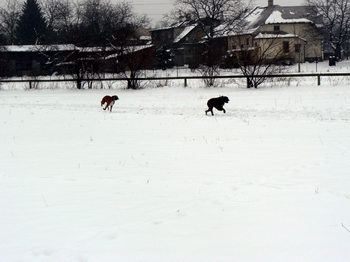 Coursing únor 21_02_2009 141.jpg