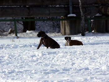 Cvičák 22_2_2009 005.jpg